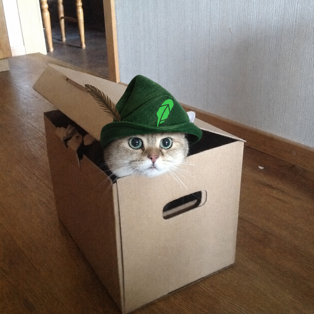 Boxedcat meme
